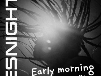 Zoro - Early Morning